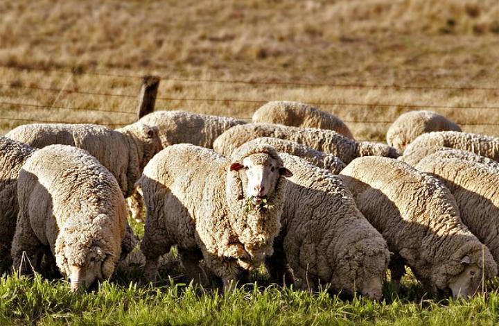Какое влияние на экономику Англии конца 16 века оказало овцеводство