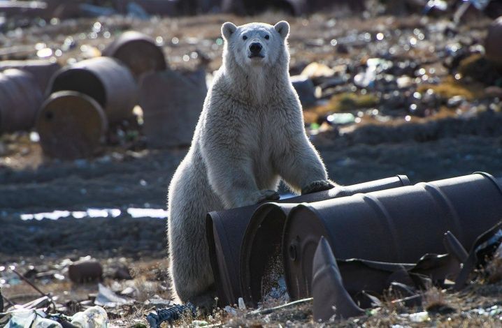 Россия без мусора: ВООП и National Geographic Россия занялись экопросвещением страны