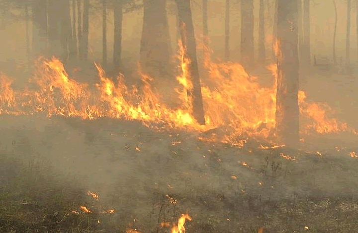 Россию окутали лесные пожары