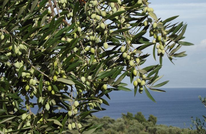 Когда на крымском берегу началось выращивание оливок?