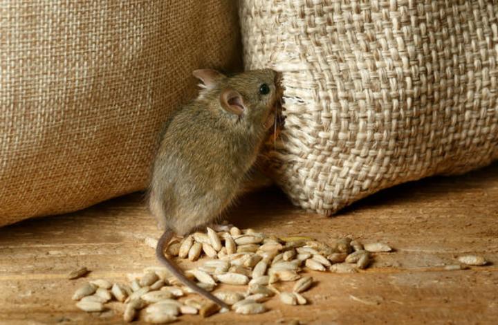 В Роспотребнадзоре дали совет по борьбе с мышами в домах
