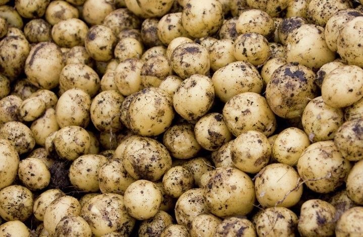 Появится ли в российских магазинах картофель "эконом класса"?