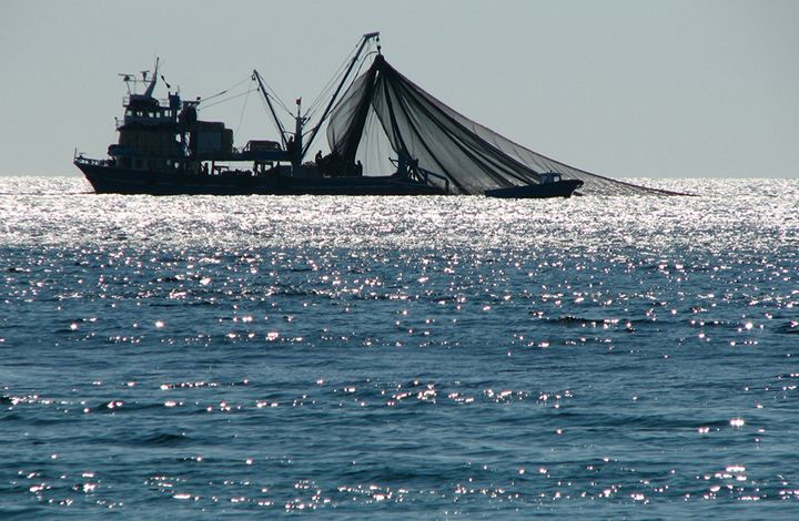Несмотря на санкции, в Севастополе будут развивать рыбный промысел