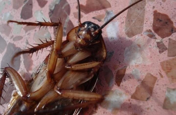 В НИИ дезинфектологии назвали срок нового нашествия тараканов