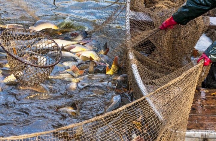 Субсидируемое страхование аквакультуры в АО СК «РСХБ-Страхование» за первое полугодие 2021 года выросло на 82%