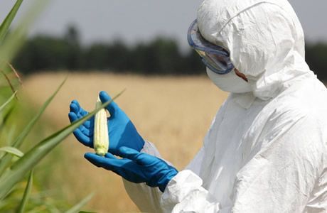 Скрываемые факты о ГМО в сельском хозяйстве