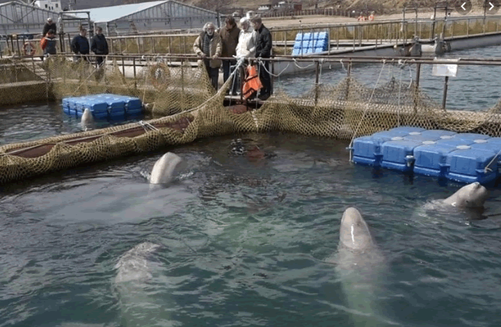 Эколог рассказал о состоянии жертв «китовой тюрьмы» в Приморье