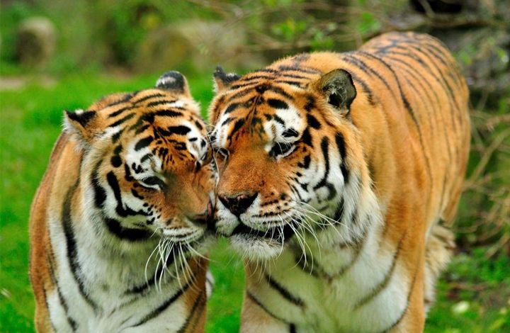 Общероссийский урок «Сохранение редких видов» стартует во Всемирный день защиты животных