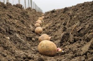 Нижегородская область заняла 3-е место в России и 1-е в ПФО по сборам картофеля