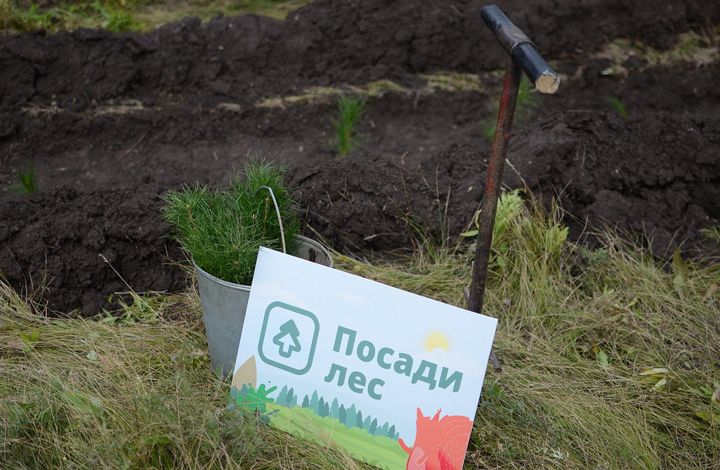 Благодаря народному финансированию в России будет высажено 60 тысяч деревьев