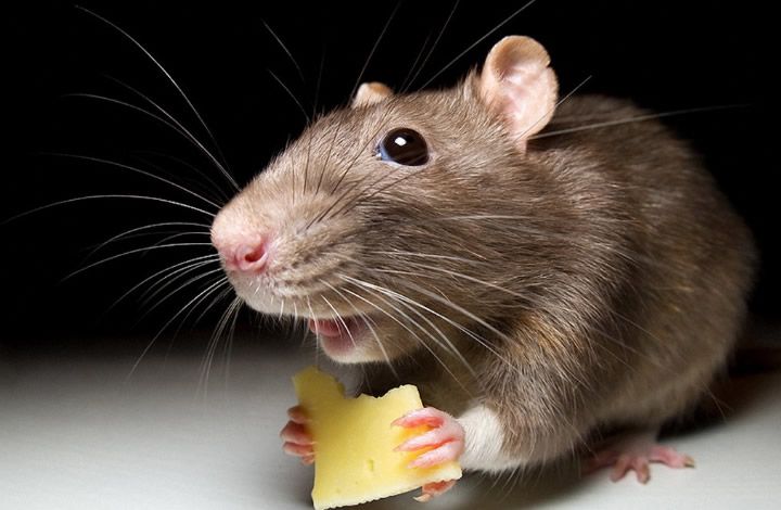 Как избавиться от крыс в многоквартирном доме