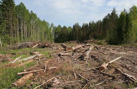 Сколько леса вырублено в России в 2000-е годы
