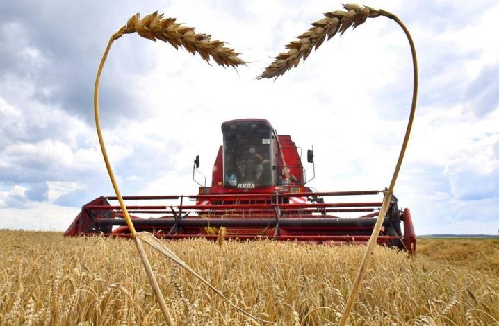 Вице-президент Российского Зернового Союза оценил урожай пшеницы