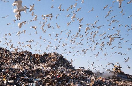 Экологическая политика Подмосковья: как спасти область от мусорных завалов?