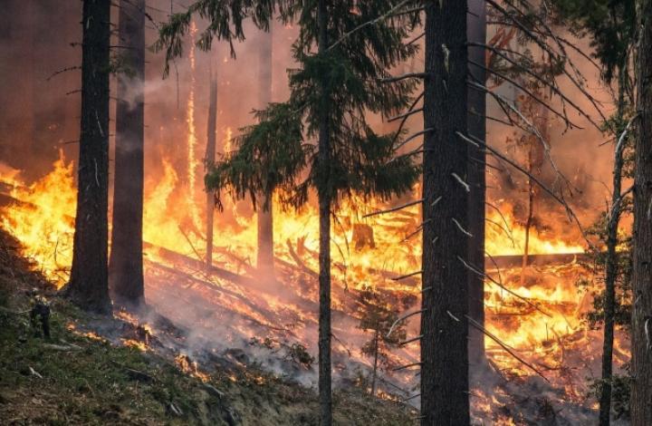 Лесные пожары могут усугубить последствия COVID-19