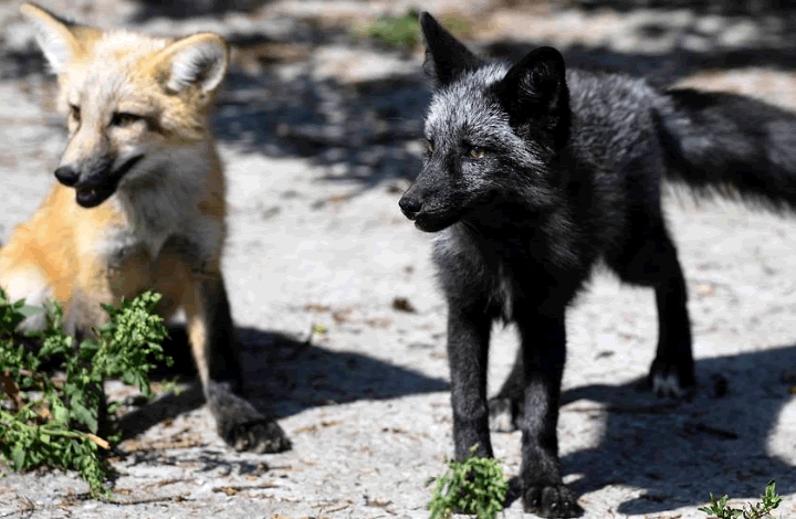 В России лисы стали домашними животными, но только один вид 