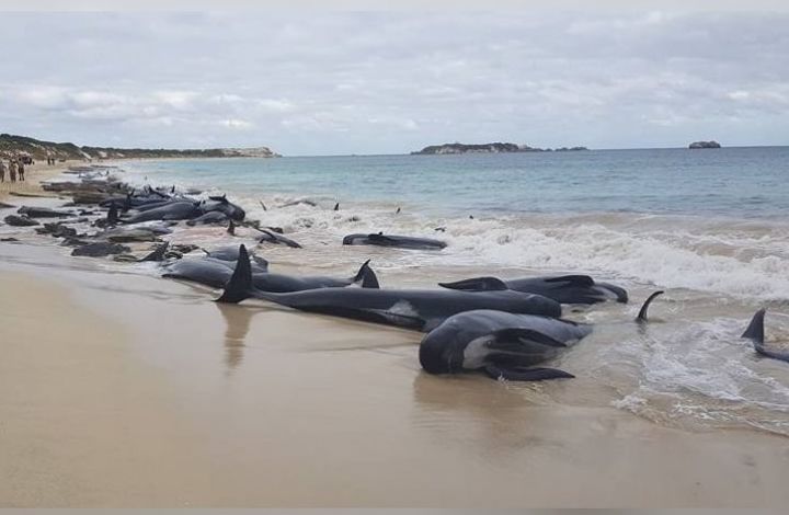 В Австралии выбросились на берег 150 черных дельфинов