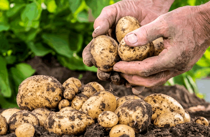 Россиянам предрекли дефицит картофеля. Экономист оценил прогноз