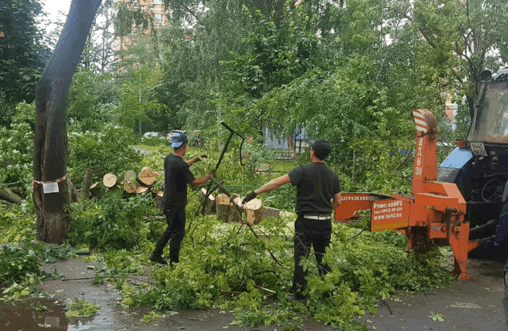 Благодаря подмосковным активистам ОНФ в Люберцах высадят новые деревья вместо вырубленных