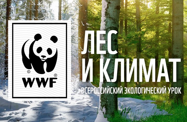 8 тысяч учителей присоединились к всероссийскому уроку WWF «Лес и климат»