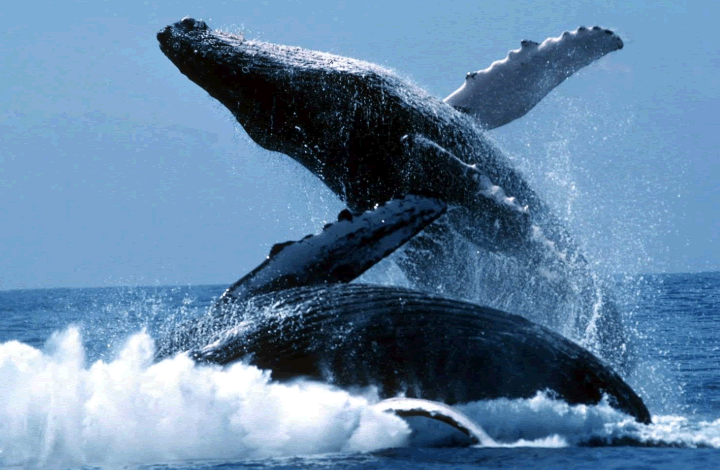 Зачем Япония возобновила охоту на китов, объясняет эксперт
