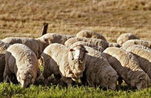 Какое влияние на экономику Англии конца 16 века оказало овцеводство