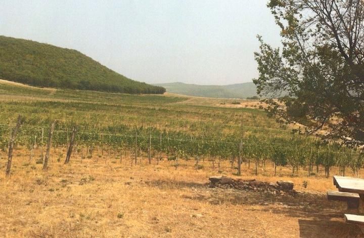 Севастопольские аграрии получили первые субсидии на развитие виноградарства