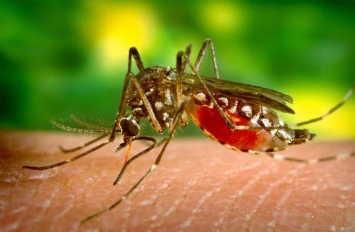 Борьба с малярией: что нужно знать
