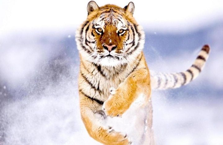 По итогам первого полугодия РСХБ перечислил более 11 млн. руб. на проекты по защите амурского тигра