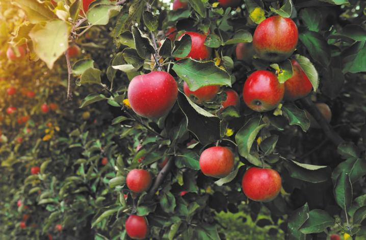 Россельхозбанк: сбор яблок и груш вырос на 71% с 2017 года