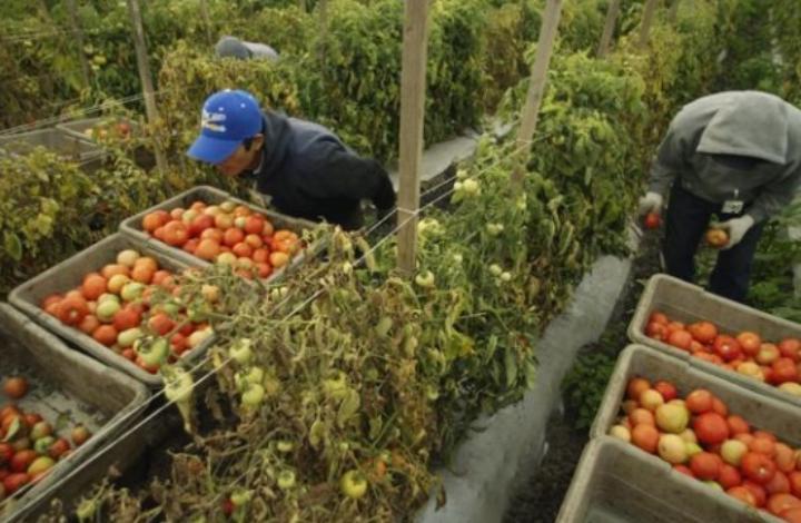 Сельскому хозяйству нужны трудовые мигранты