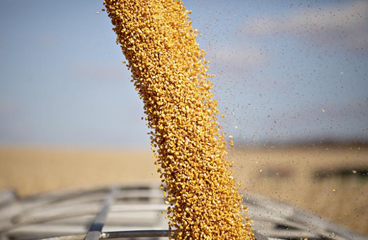 Волгоградская область увеличит экспорт отечественной кукурузы при содействии РСХБ