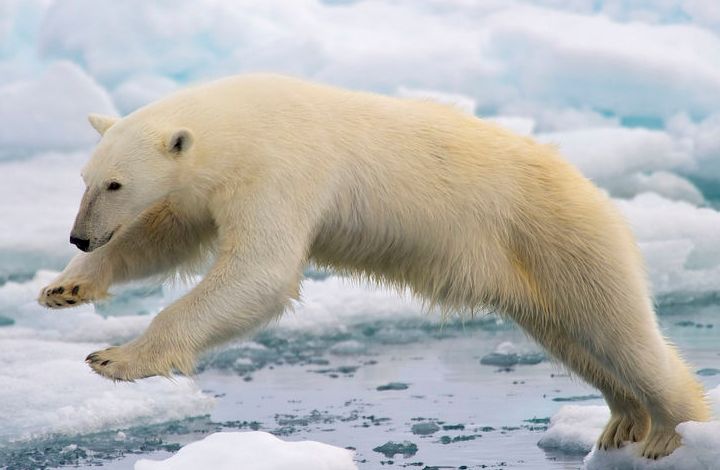 27 февраля отмечается Международный день полярного медведя