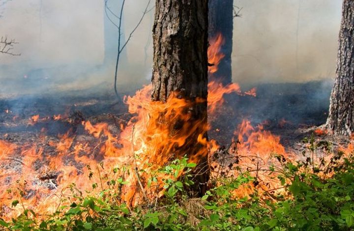 Внимание! 11 апреля в Севастополе начался пожароопасный сезон!