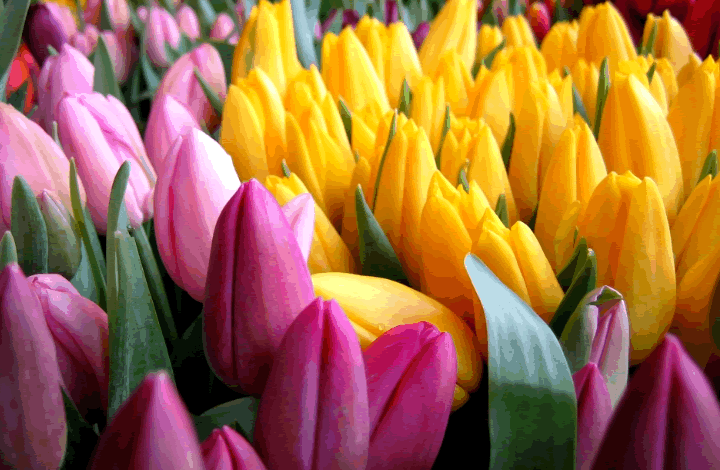 «Тюльпаны – наше всё». Советы флориста к 8 марта
