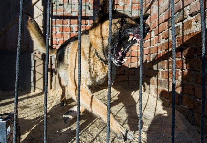 «Опасность собаки исходит от владельца»: депутат раскритиковал список опасных собак от МВД