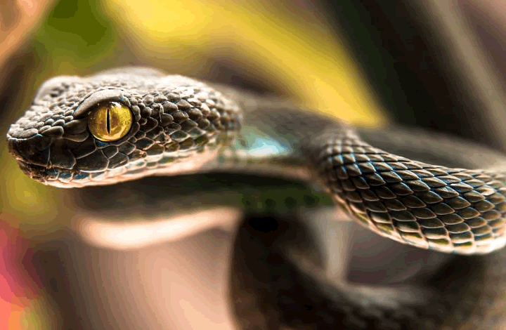 Змея – идеальный питомец? Зоозащитник не согласен