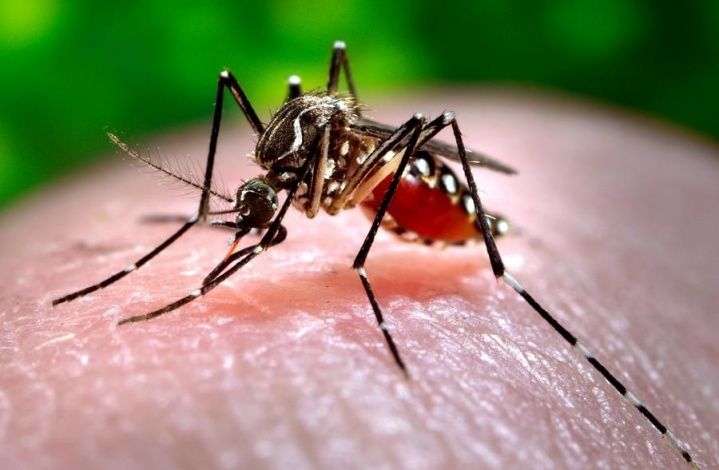 Генетики отучили комаров кусаться. Биолог назвал последствия