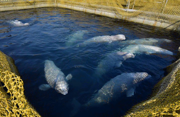 Приморская реальность: детская экскурсия в «китовую тюрьму»