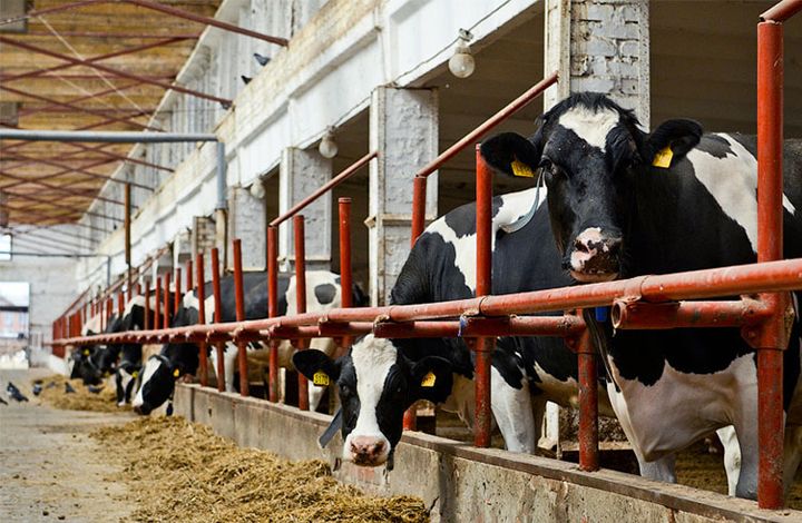 Почти 30 сельхозпредприятий Подмосковья примут участие в выставке «Молочная и мясная индустрия»