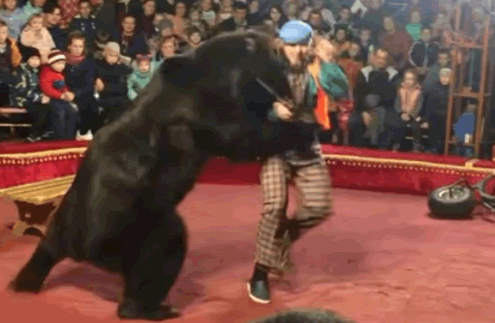 Цирк-шапито «Аншлаг» отказался от номера с медведем после нападения