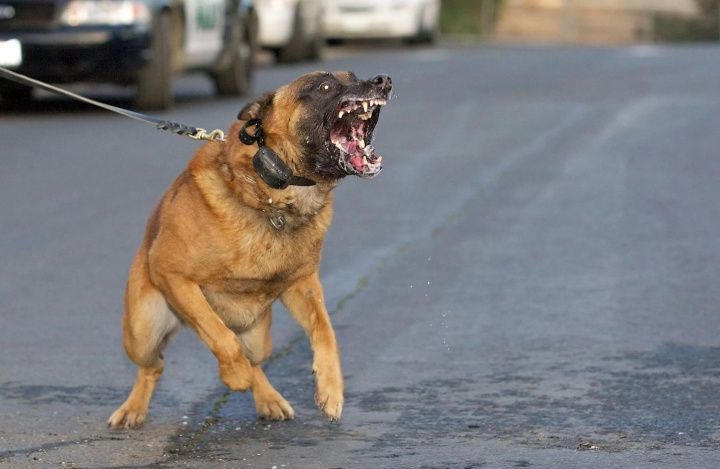 Не лает, не кусает: хозяев крупных собак отправят к кинологам