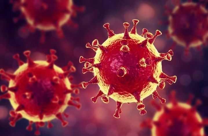 Два подхода к борьбе с коронавирусом. Какой выбрать?