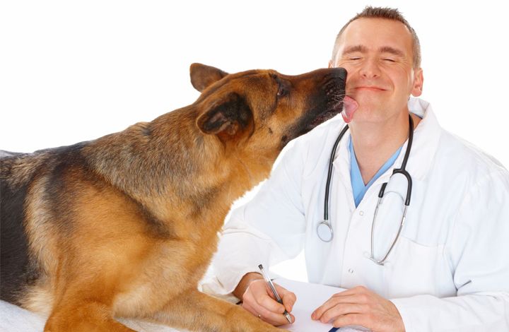 Как минимизировать вред реагентов для домашних животных - советы ветеринара