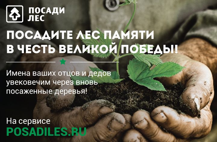 Россияне могут посадить лес в память о великой Победе и за мир на Земле
