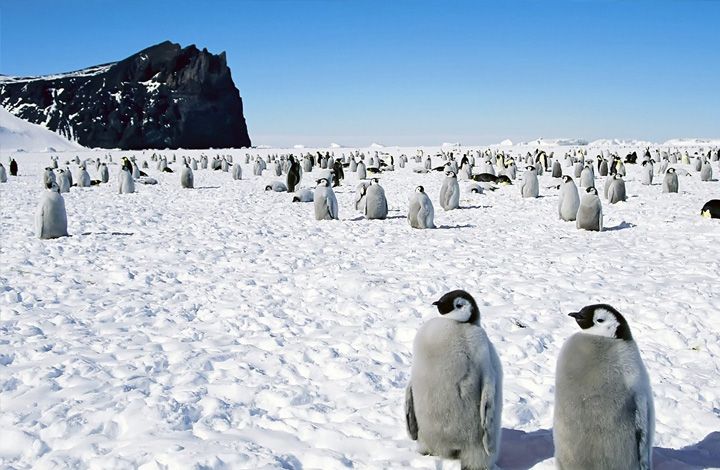 "Зацепиться". Политолог объяснил, зачем копию томоса "потащут" в Антарктиду