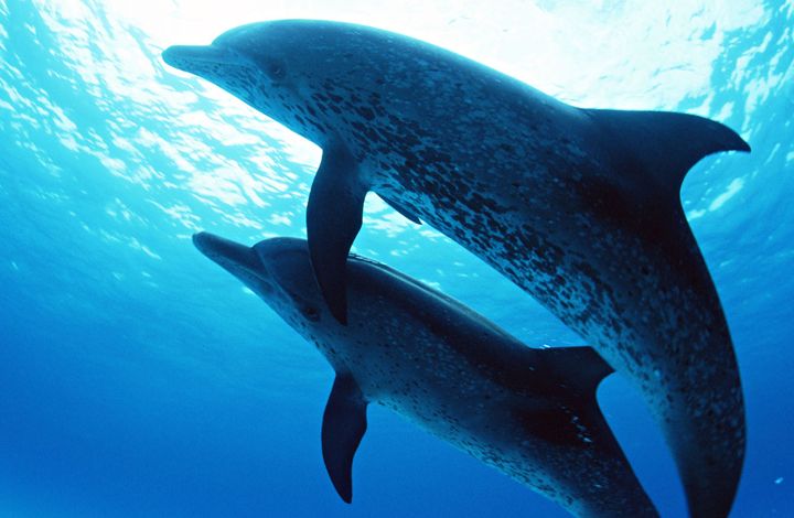 Эколог: многие виды китов и дельфинов находятся на грани уничтожения