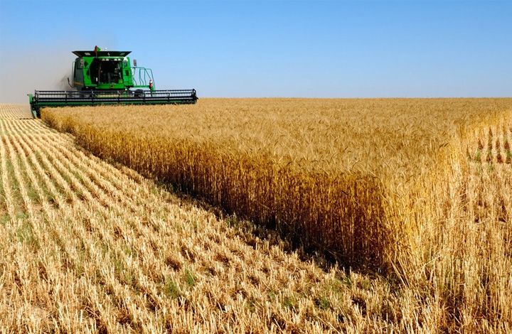 Зачем Минсельхоз ограничивает вывоз зерна? Объяснение эксперта