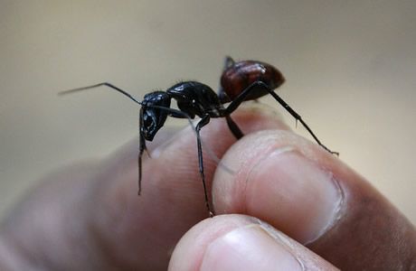 Что делать, если покусали муравьи