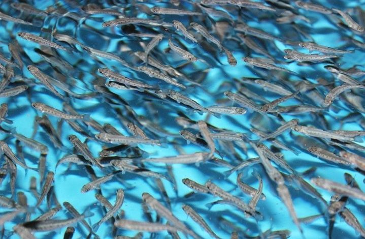 В реку Лена выпущено три миллиона личинок сиговых рыб